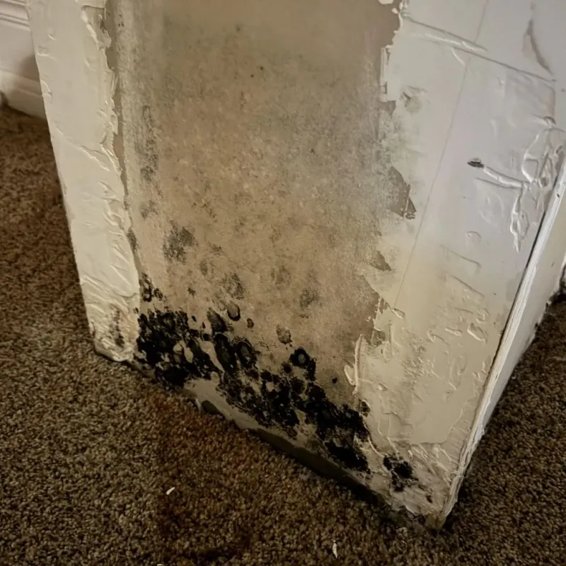 Professional Mold Removal in Vinton, LA